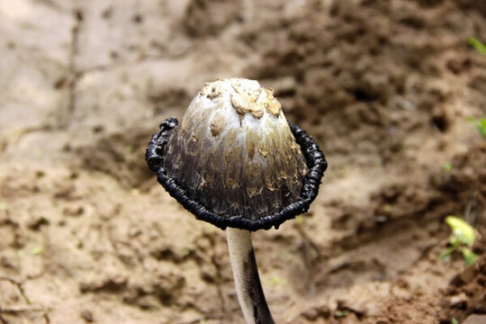 蘑菇 野生雞腿菇