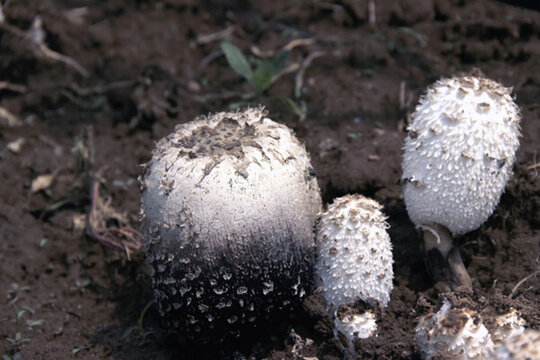 野生雞腿菇