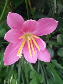 水仙花