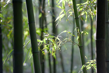 竹子