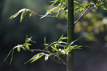 竹子