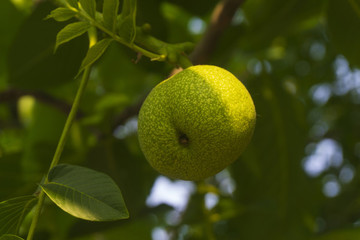 核桃