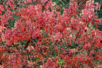 紅葉