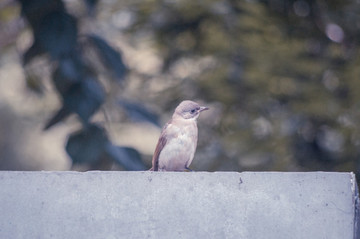 鳥雀