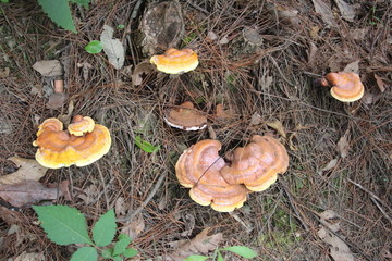 天然野生靈芝 （53）