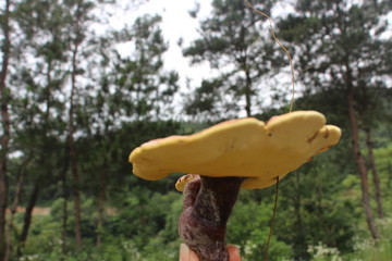 天然野生靈芝 （67）