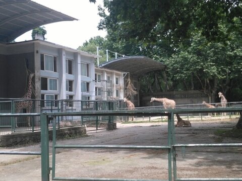 上海動(dòng)物園 長(zhǎng)頸鹿