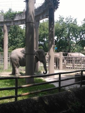 上海動物園 大象