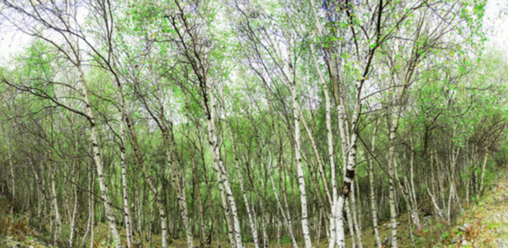 嫩綠的樹林 全景大圖