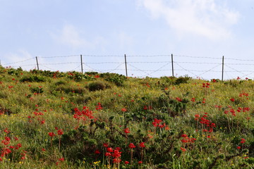 胭脂花
