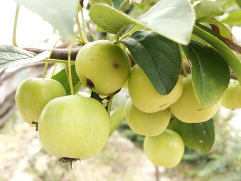 樹上果實