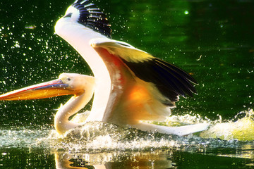 野生鳥類