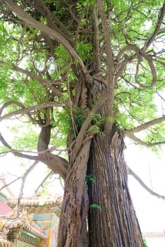 鴛鴦樹(shù) 姻緣樹(shù) 古樹(shù) 樹(shù)紋