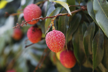 荔枝