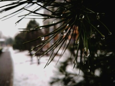 雪
