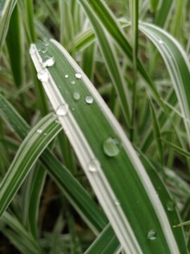 綠葉水滴