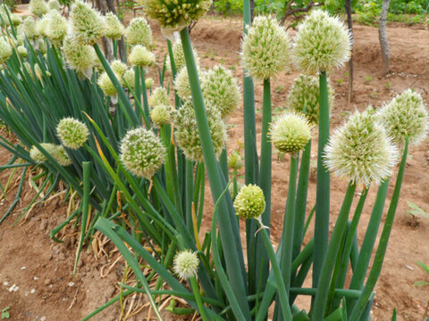 山東大蔥 蔥花 蔥籽