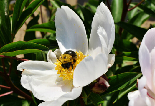 芍藥花與蜜蜂
