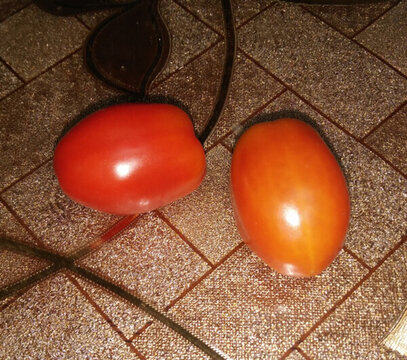 圣女果