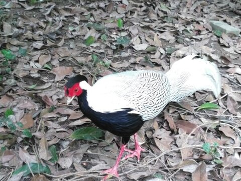 上海動物園 野雞 鳥類