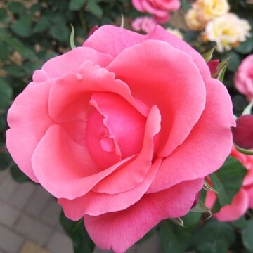 月季盛開(kāi)