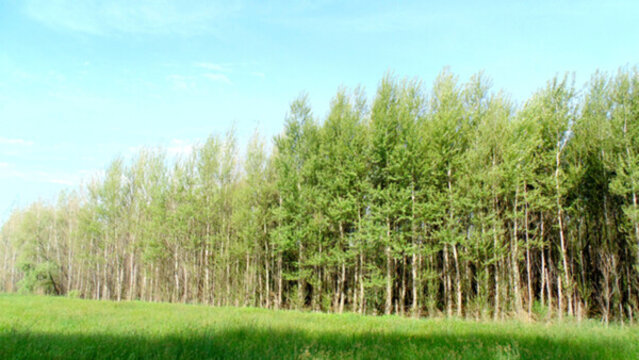 風(fēng)景林