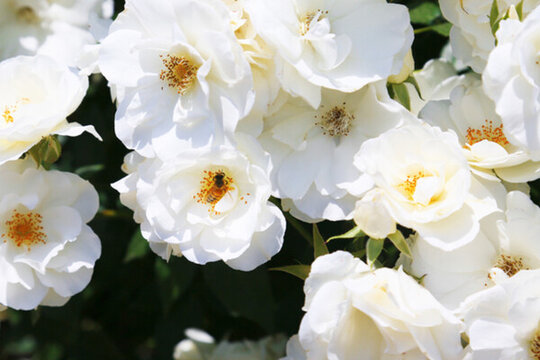 月季花