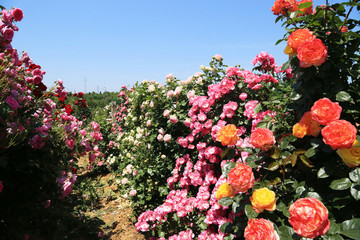 鮮花墻