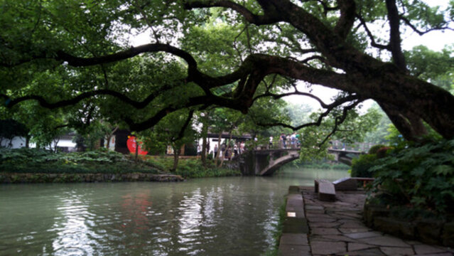 古樟樹
