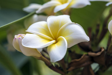雞蛋花