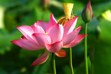 荷花