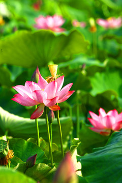 荷花
