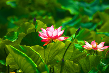 荷花