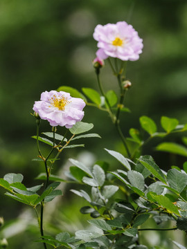 粉薔薇花