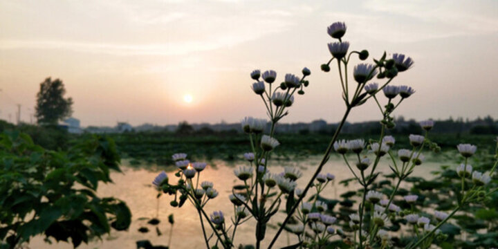 晚霞夏花 （14）