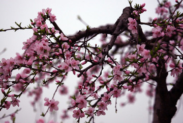 桃花