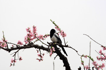 喜鵲
