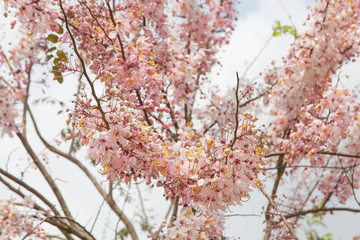花旗木