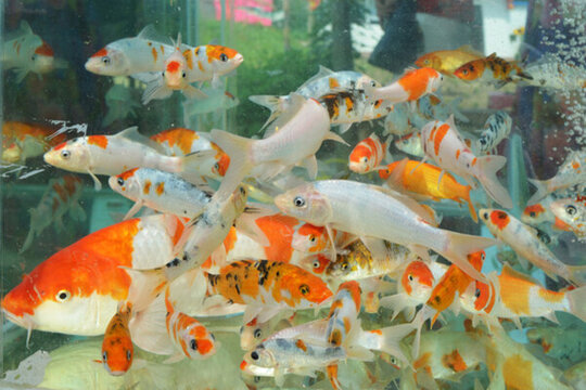 金魚