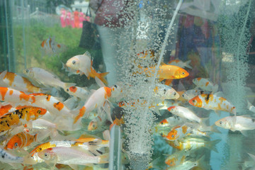 金魚