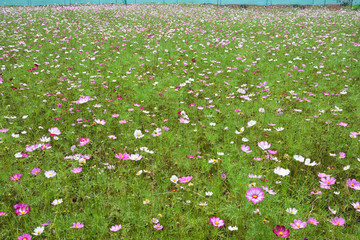 花海 花園