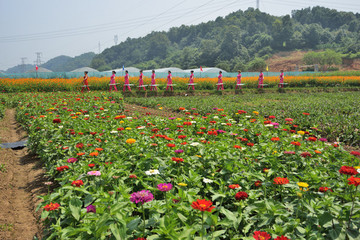 花海 花園