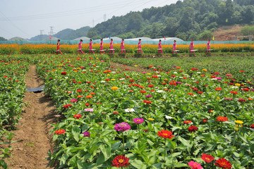 花海 花園