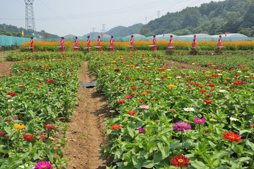 花海 花園