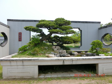 大型松樹造型盆景