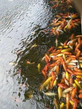 魚 金魚 魚缸 戲魚 觀賞魚