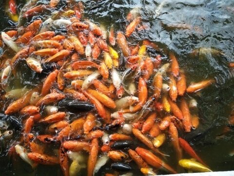 魚 金魚 魚缸 戲魚 觀賞魚