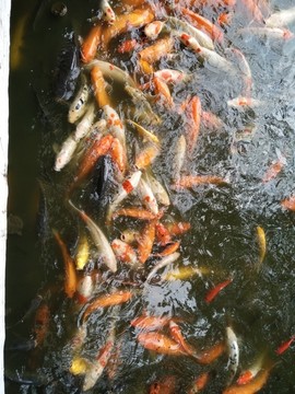 魚 金魚 魚缸 戲魚 觀賞魚