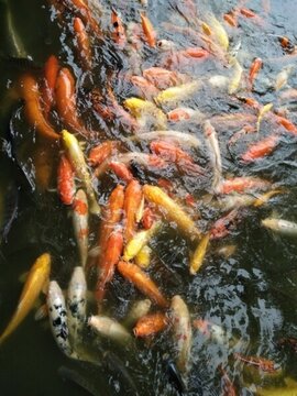 魚 金魚 魚缸 戲魚 觀賞魚