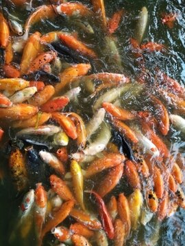 魚 金魚 魚缸 戲魚 觀賞魚